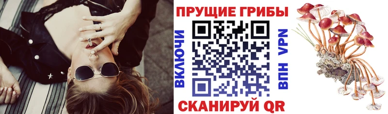 Галлюциногенные грибы прущие грибы  Шлиссельбург 